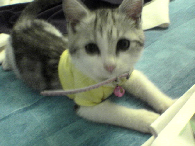 Gentoo The Cat in a tshirt!! Gentoo The Cat in a tshirt!!