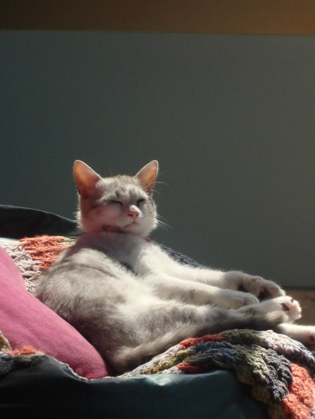 Gentoo The Cat Basking in the sun Gentoo The Cat Basking in the sun