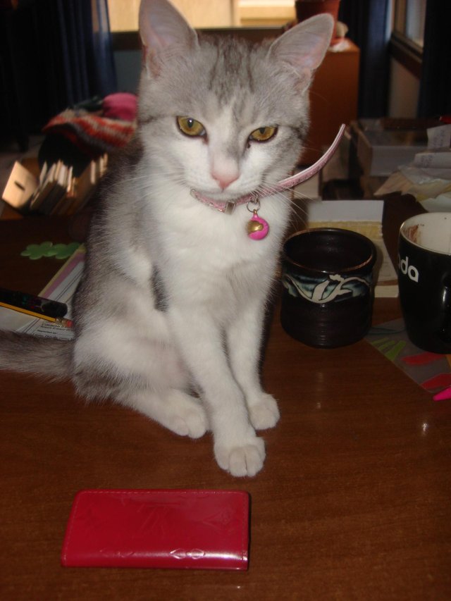 Gentoo The Cat Gentoo The Cat
