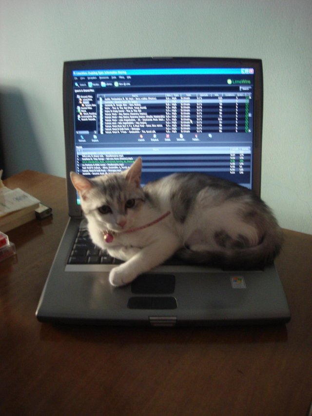 Gentoo The Cat pissing all over a Windows Machine. W00T!! Gentoo The Cat pissing all over a Windows Machine. W00T!!
